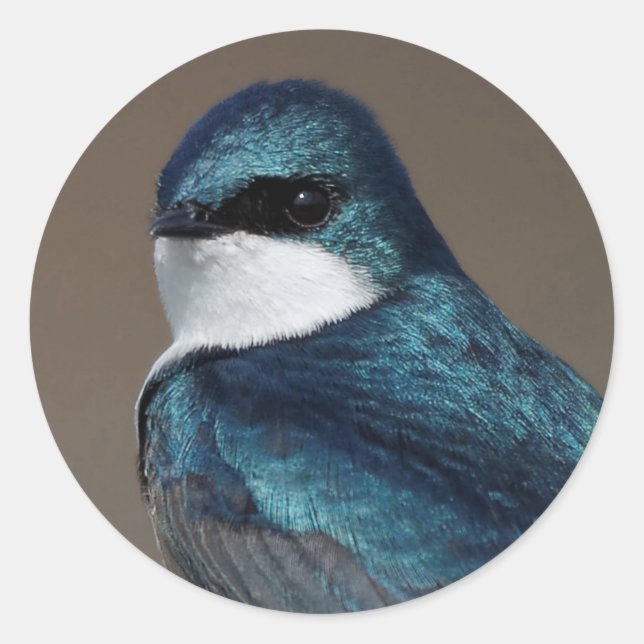 Handsome Tree Swallow Songbird on a Wire Classic Round Sticker (Front)