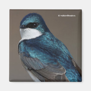 Handsome Tree Swallow Songbird on a Wire Magnet