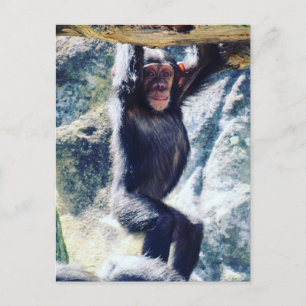 hang chimp postcard