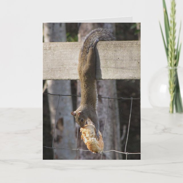 Hang In There Baby (Blank Inside) Card (Front)