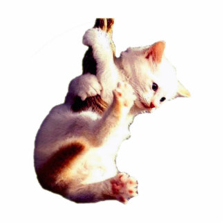 Hang In There Baby Cat Standing Photo Sculpture