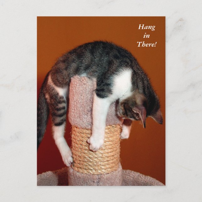 Hang in There Humourous Tabby Cat Post Card (Front)