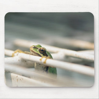 Hang in there! mouse mat