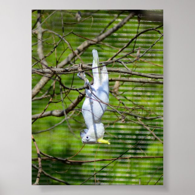 Hang in There Poster (Front)