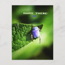 Hang in There, Purple Beatle,