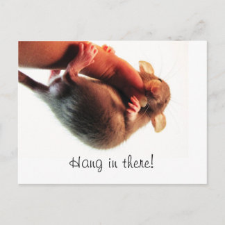 Hang in There Rat Postcard