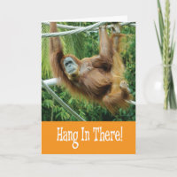 Hang in There with funny Orangutan in Tree