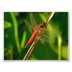 Hang On Photo Print
