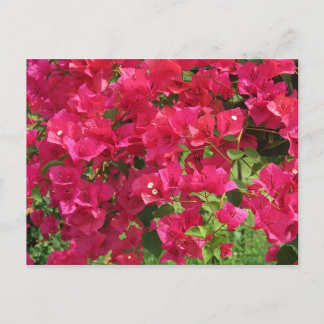 Hanging Bougainvillea Postcard (Front)