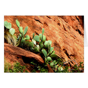 Hanging Cactus Garden Zion National Park UT Blank