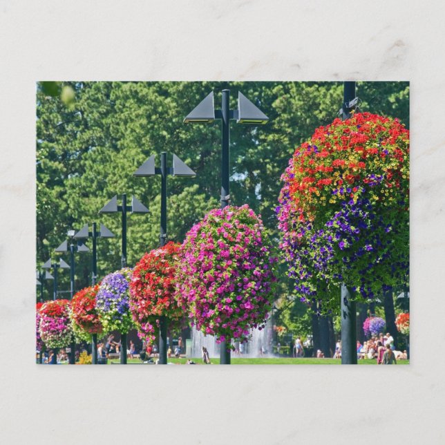 Hanging Flower Baskets Postcard (Front)