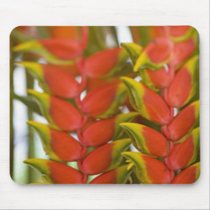 Hanging Heliconia, Weekly Tuesday fruit & Mouse Mat