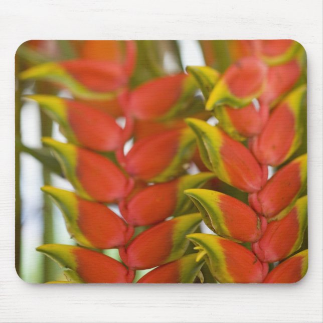 Hanging Heliconia, Weekly Tuesday fruit & Mouse Mat (Front)