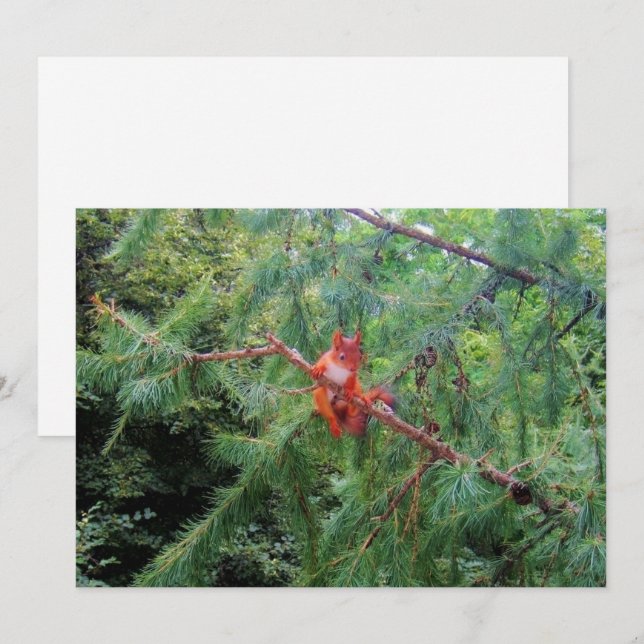 Hanging in There Holiday Card (Front/Back)