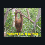 Hanging Out in Borneo Funny Animals Postcard<br><div class="desc">This cute redhead is an orangutan, enjoying the peaceful fun of swinging on branches and vines in the rainforest on the island of Borneo (Kalimantan, Indonesia) between bites of local fruit and leafy vegetation. Orangutans are an endangered species. The artist volunteers with orangutan rescue and rehabilitation in this location and...</div>