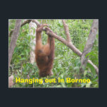 Hanging Out in Borneo Funny Animals Postcard<br><div class="desc">This cute redhead is an orangutan, enjoying the peaceful fun of swinging on branches and vines in the rainforest on the island of Borneo (Kalimantan, Indonesia) between bites of local fruit and leafy vegetation. Orangutans are an endangered species. The artist volunteers with orangutan rescue and rehabilitation in this location and...</div>