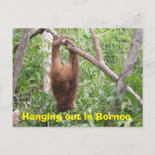 Hanging Out in Borneo Funny Animals Postcard