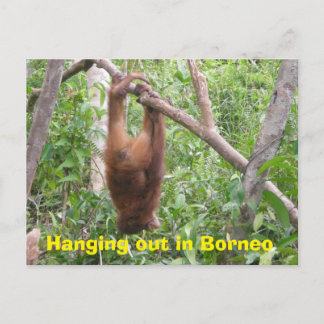 Hanging Out in Borneo Funny Animals Postcard