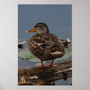 Hanging Out Poster