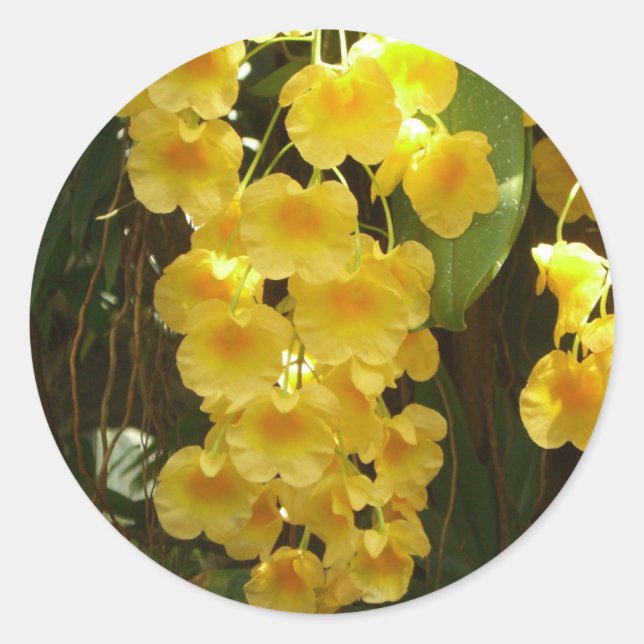 Hanging Yellow Orchids Tropical Flowers Classic Round Sticker (Front)