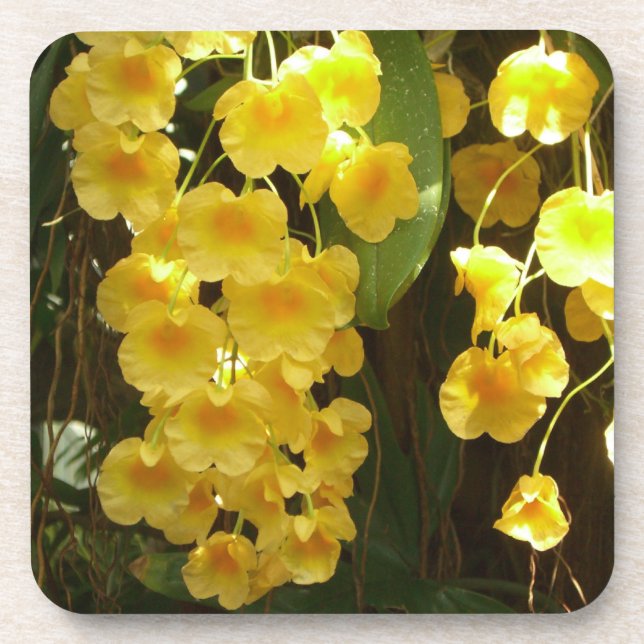 Hanging Yellow Orchids Tropical Flowers Coaster (Front)