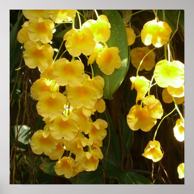 Hanging Yellow Orchids Tropical Flowers Poster (Front)