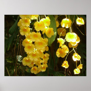 Hanging Yellow Orchids Tropical Flowers Poster