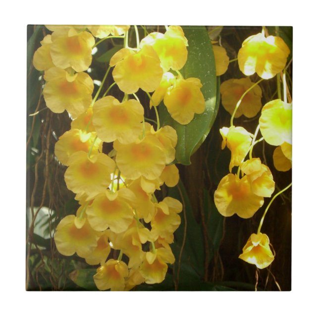 Hanging Yellow Orchids Tropical Flowers Tile (Front)