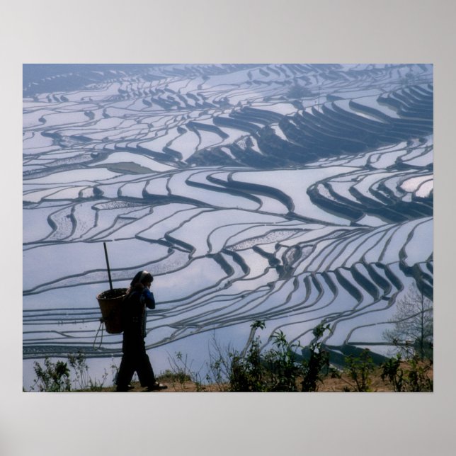 Hani girl carrying basket with rice terrace, poster (Front)