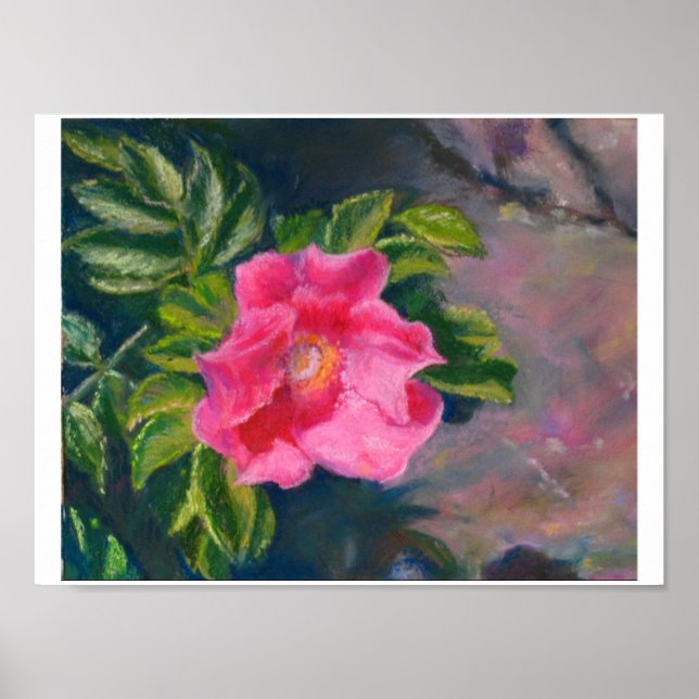 Hansa Shore Rose Poster (Front)