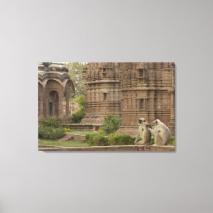 Hanuman Langurs or Black-faced, Common or Grey Canvas Print