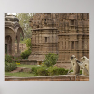 Hanuman Langurs or Black-faced, Common or Grey Poster
