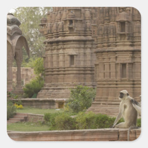 Hanuman Langurs or Black-faced, Common or Grey Square Sticker