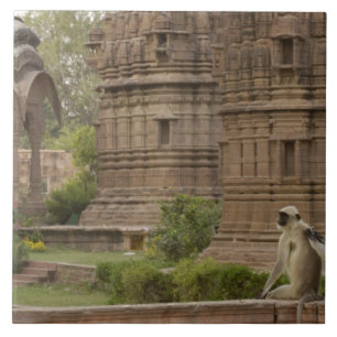 Hanuman Langurs or Black-faced, Common or Grey Tile