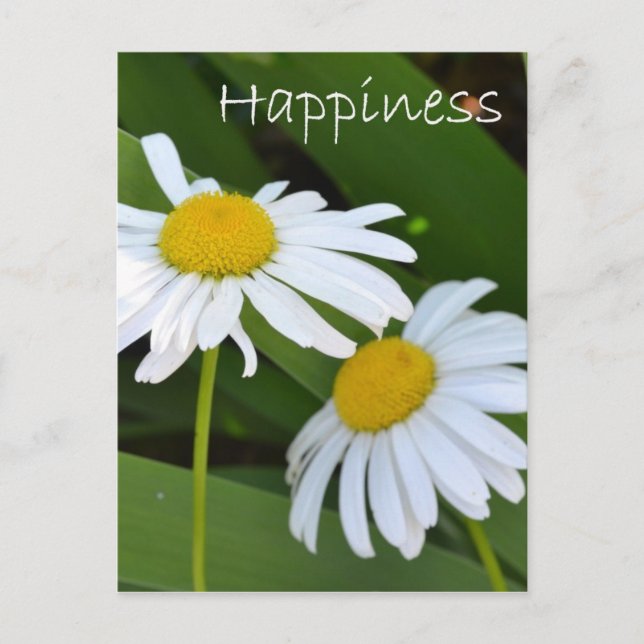 Happiness Daisies Postcard (Front)