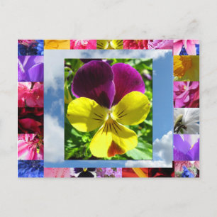 Happiness Flowers Postcard