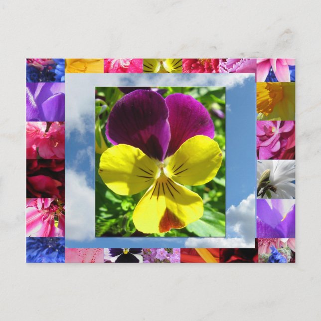 Happiness Flowers Postcard (Front)