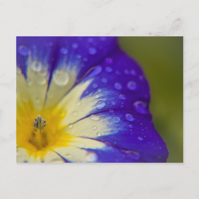 Happiness Postcard (Front)