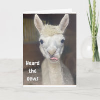 "HAPPY 50th  BIRTHDAY" from WIDE EYED LLAMA Card
