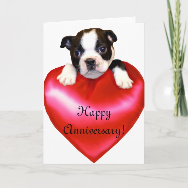Happy Anniversary Boston Terrier Greeting Card (Front)