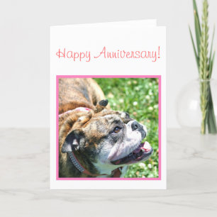 Happy Anniversary Bulldog greeting card