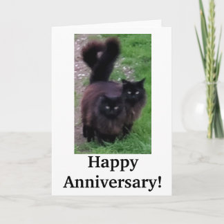 Happy Anniversary Cat Card