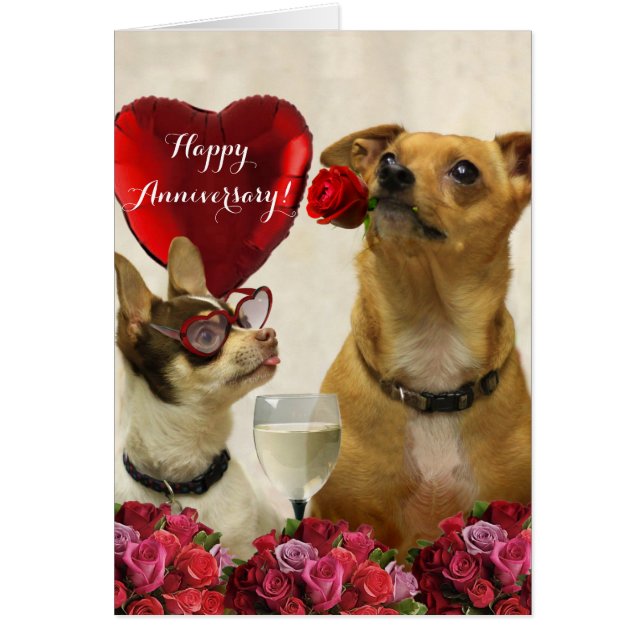 Happy Anniversary chihuahua dogs card (Front)