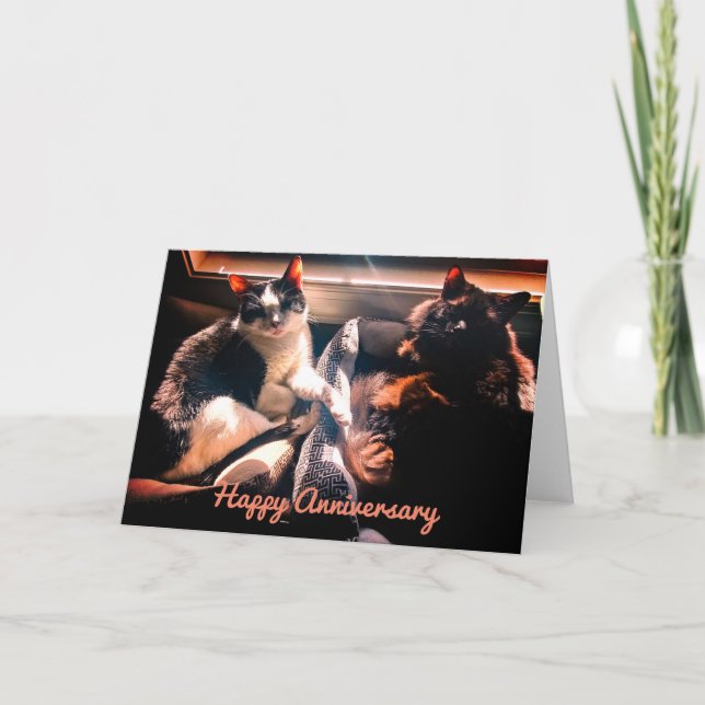 Happy Anniversary - Cute Cats Lounging Together Card (Front)