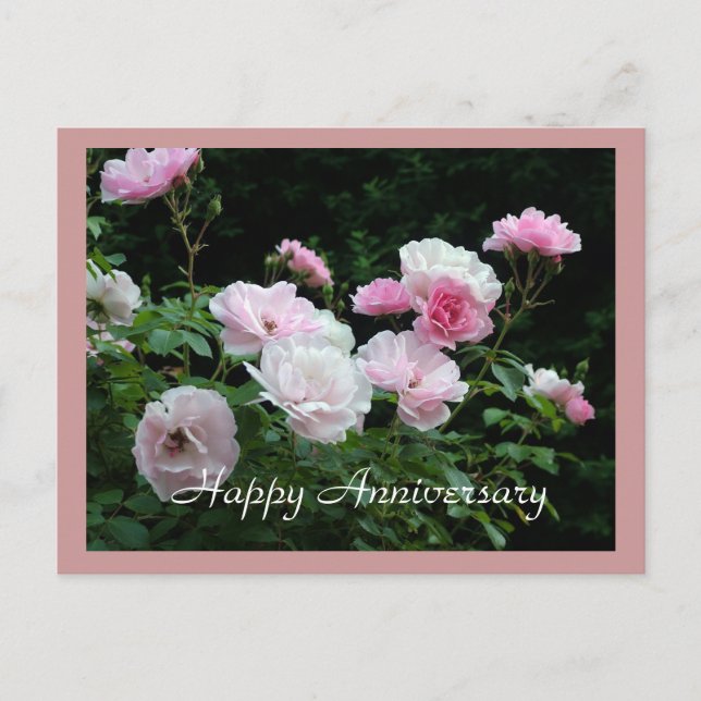 Happy anniversary pink rose flower card. postcard (Front)