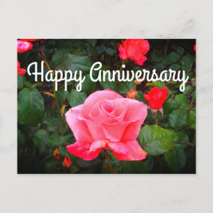 Happy Anniversary Touch of Class Rose #1 Postcard