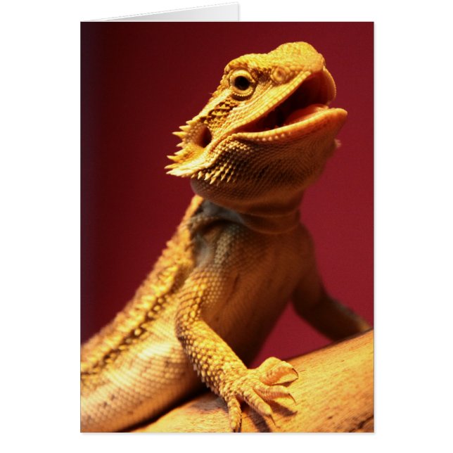 Happy Bearded Dragon (Front)