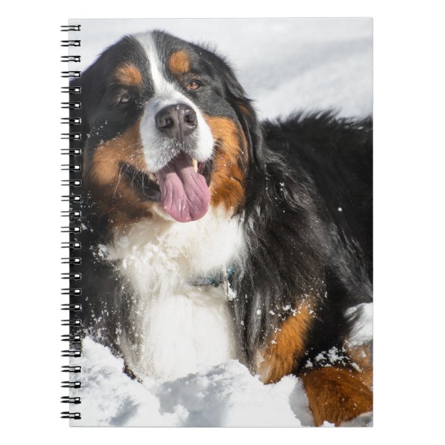 Happy Bernese Mountain Dog In Winter Snow Notebook (Front)