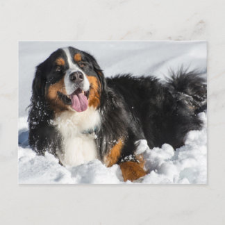 Happy Bernese Mountain Dog In Winter Snow Postcard