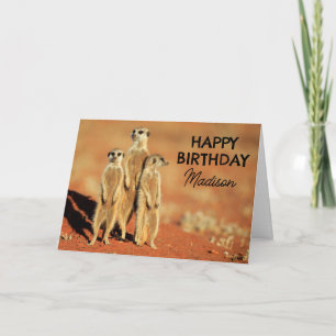 Happy Birthday   3 Meerkats Card
